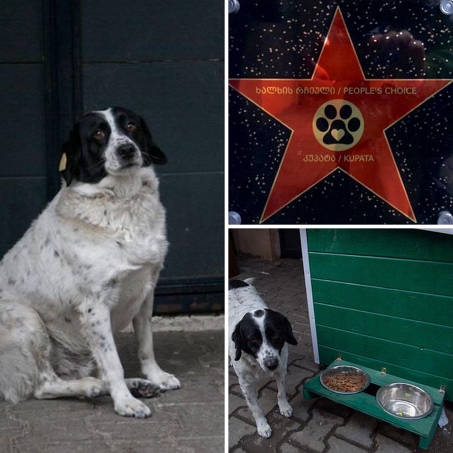 Ce chien vient ici tous les jours et aide les enfants de maternelle à traverser la rue en toute sécurité