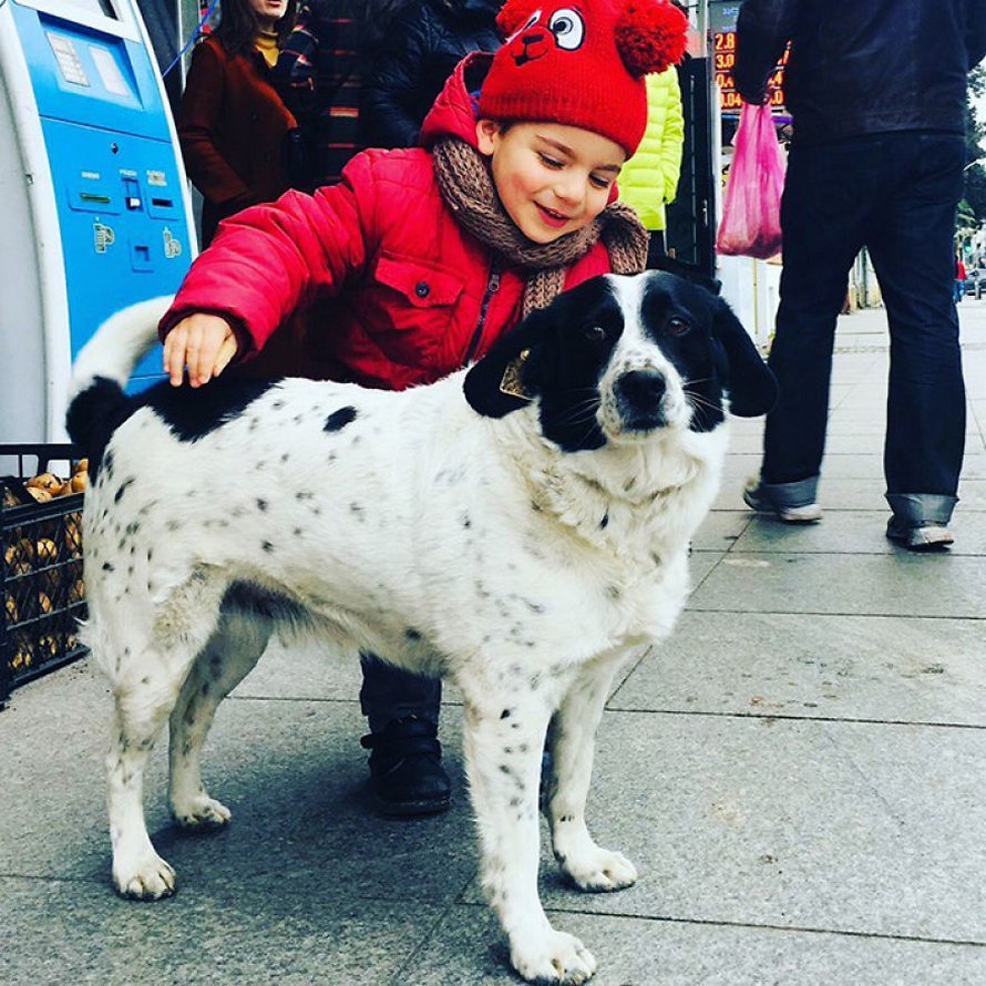 Ce chien vient ici tous les jours et aide les enfants de maternelle à traverser la rue en toute sécurité