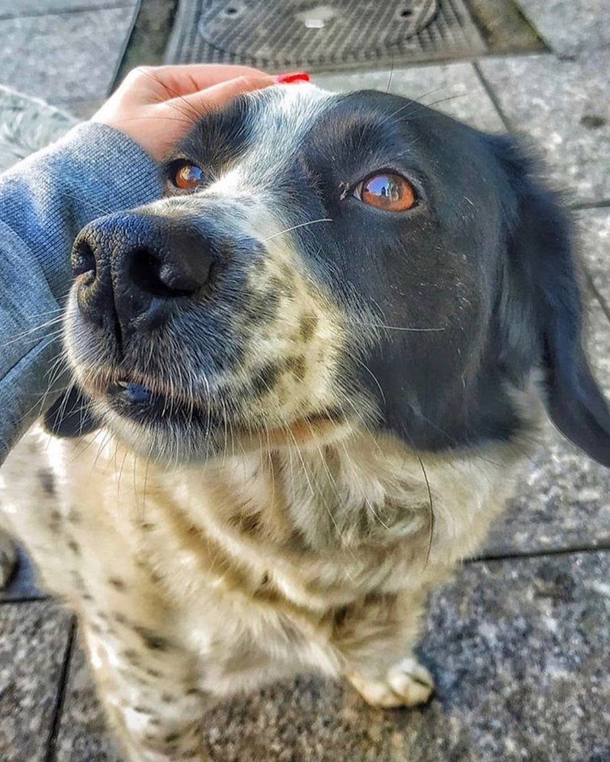 Ce chien vient ici tous les jours et aide les enfants de maternelle à traverser la rue en toute sécurité