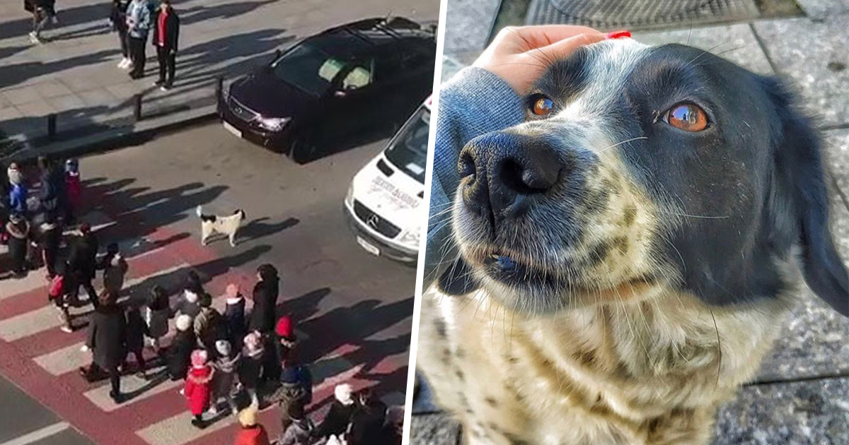 Ce chien vient ici tous les jours et aide les enfants de maternelle à traverser la rue en toute sécurité