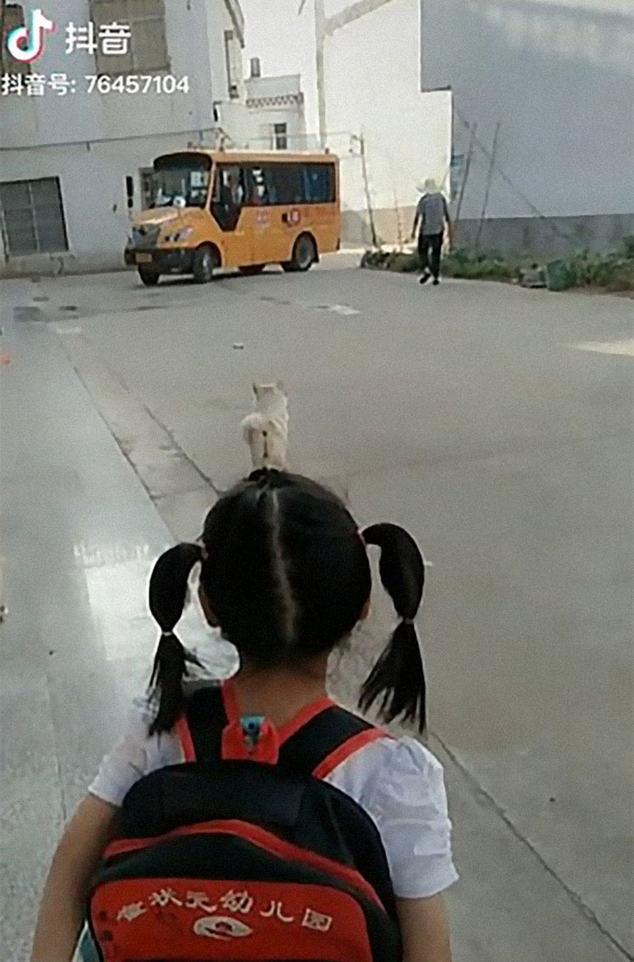 Un petit chien choupinet accompagne sa petite fille préférée jusqu’au bus scolaire tous les jours