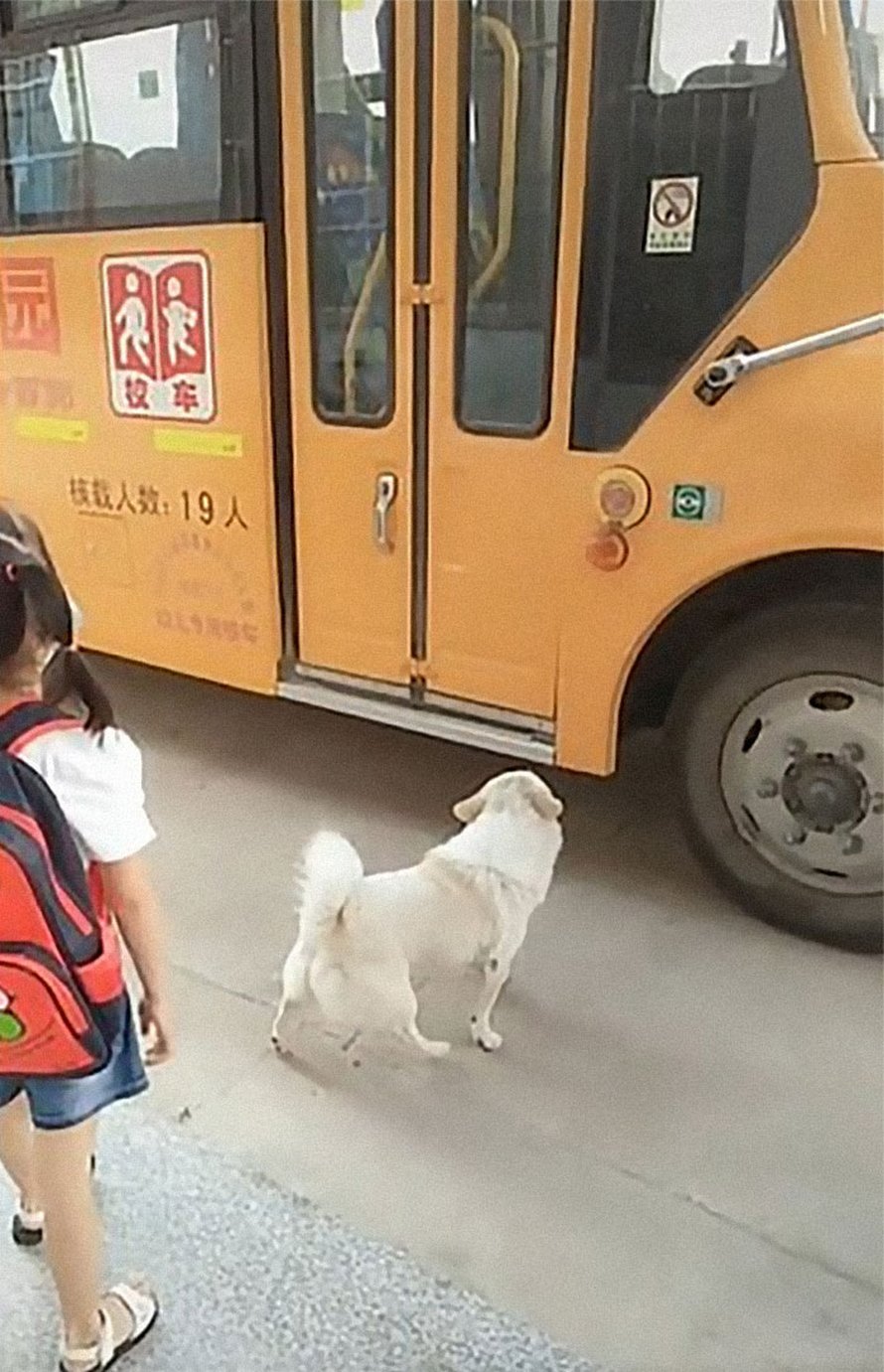 Un petit chien choupinet accompagne sa petite fille préférée jusqu’au bus scolaire tous les jours