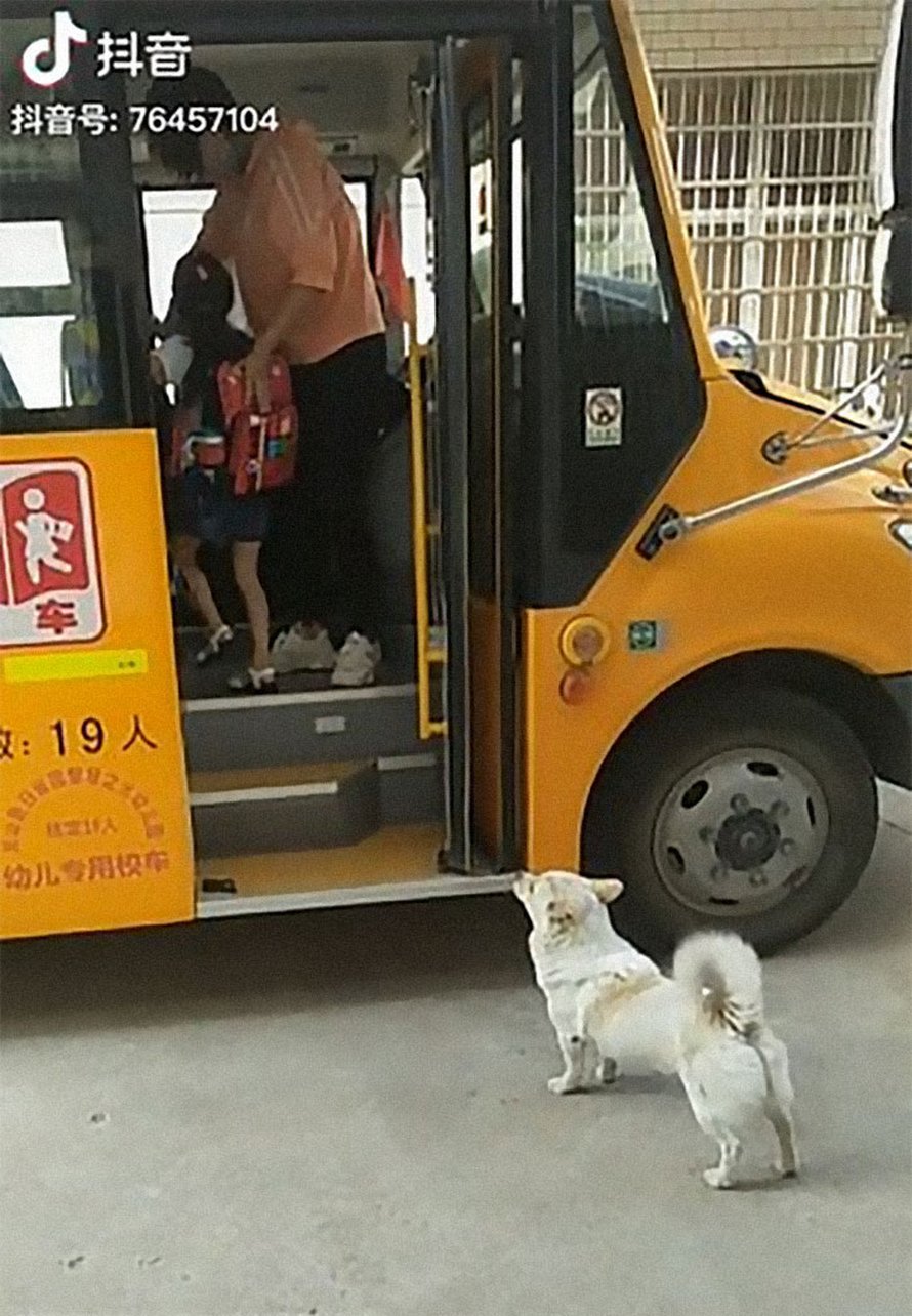 Un petit chien choupinet accompagne sa petite fille préférée jusqu’au bus scolaire tous les jours