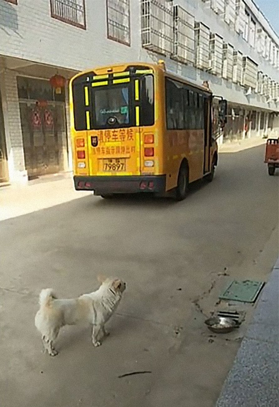 Un petit chien choupinet accompagne sa petite fille préférée jusqu’au bus scolaire tous les jours