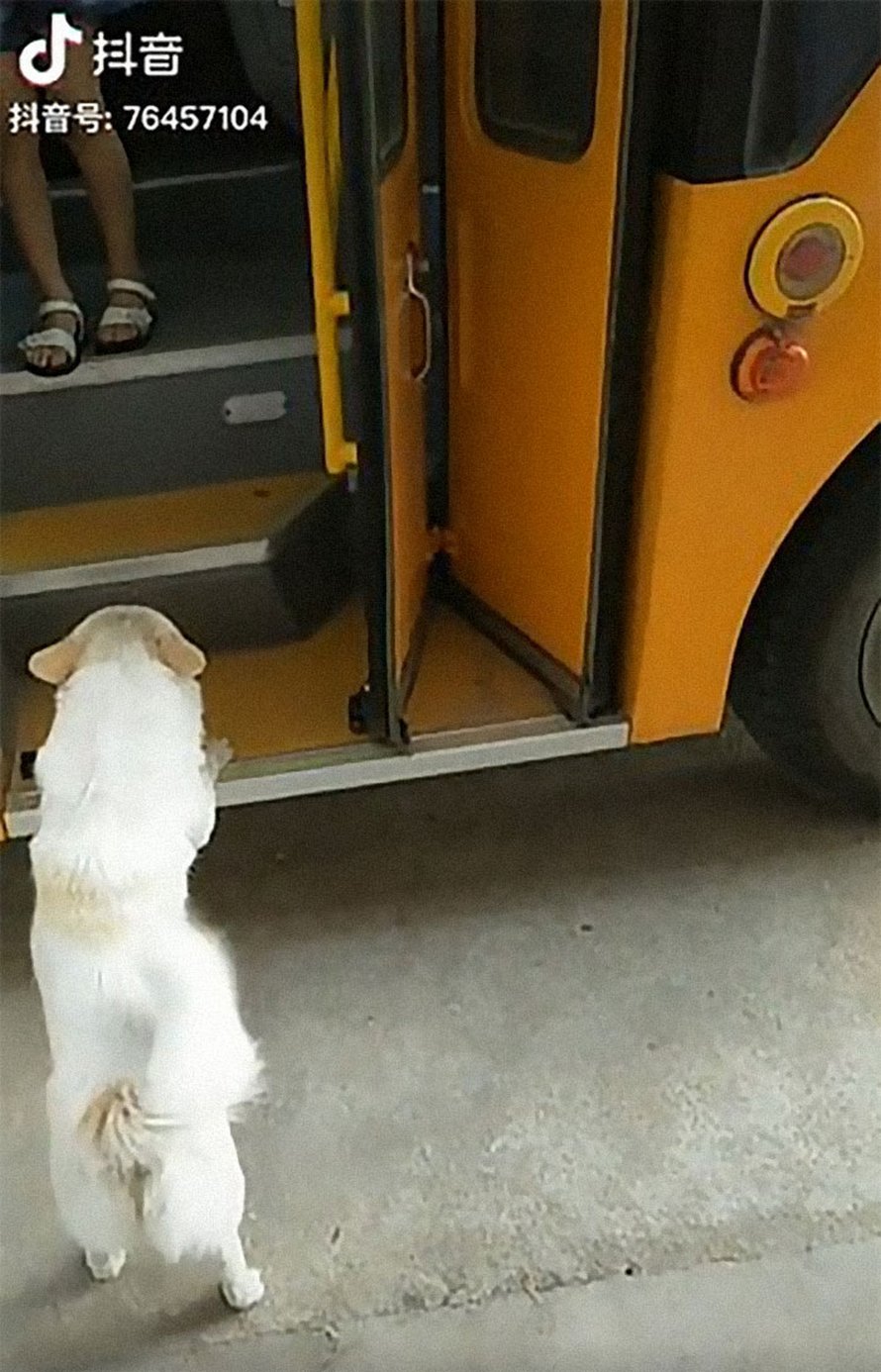 Un petit chien choupinet accompagne sa petite fille préférée jusqu’au bus scolaire tous les jours