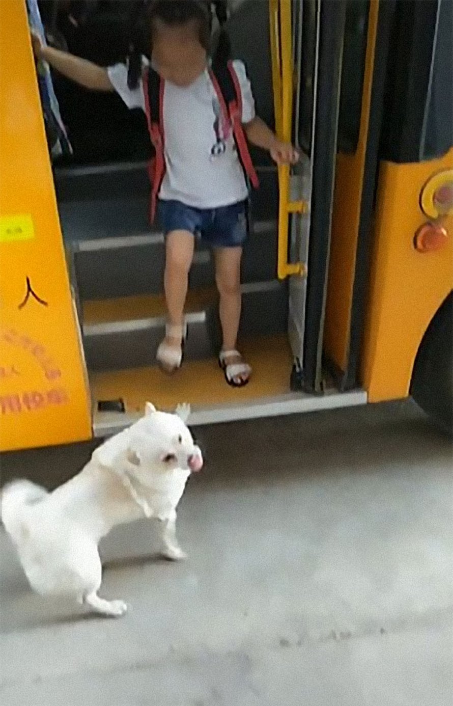 Un petit chien choupinet accompagne sa petite fille préférée jusqu’au bus scolaire tous les jours