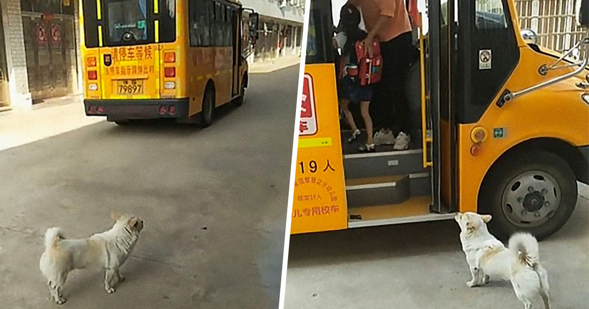 Un petit chien choupinet accompagne sa petite fille préférée jusqu’au bus scolaire tous les jours