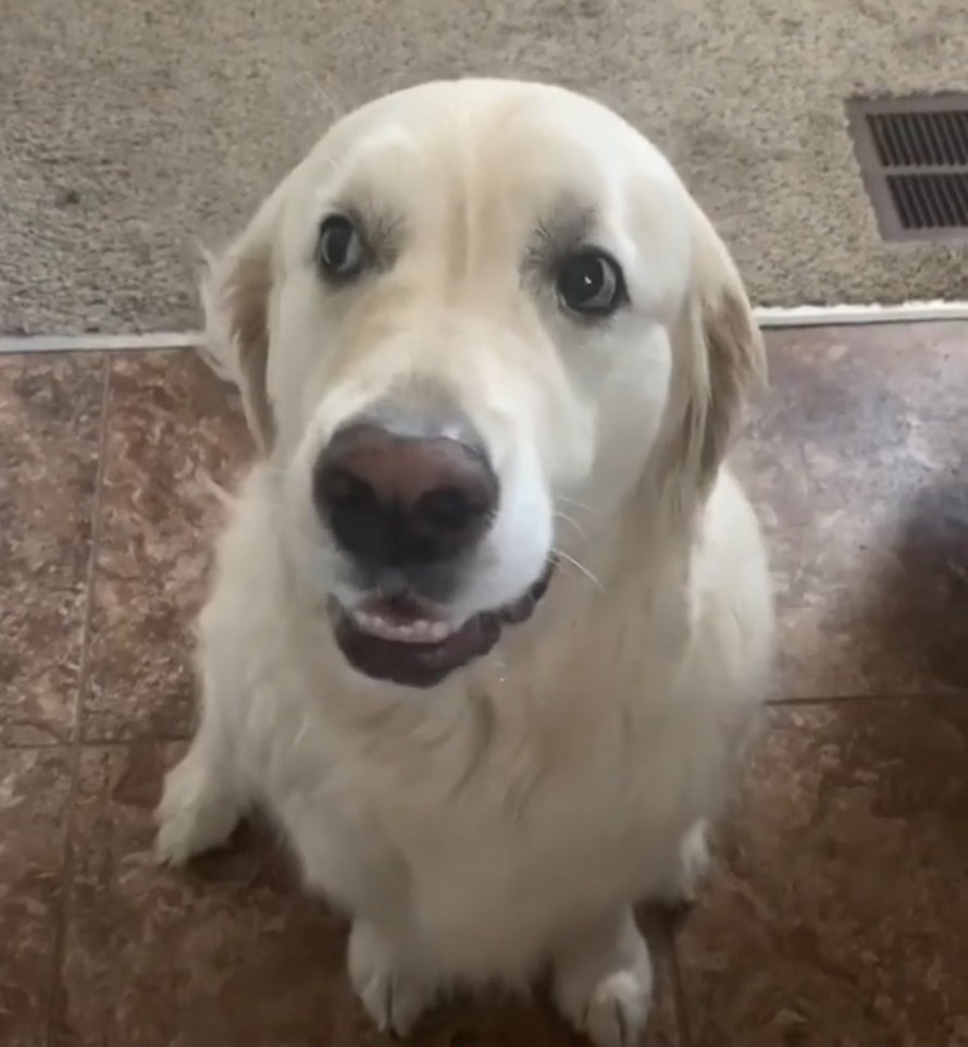 Un chien s’excuse auprès de son frère pour lui avoir volé une friandise en lui donnant un énorme câlin
