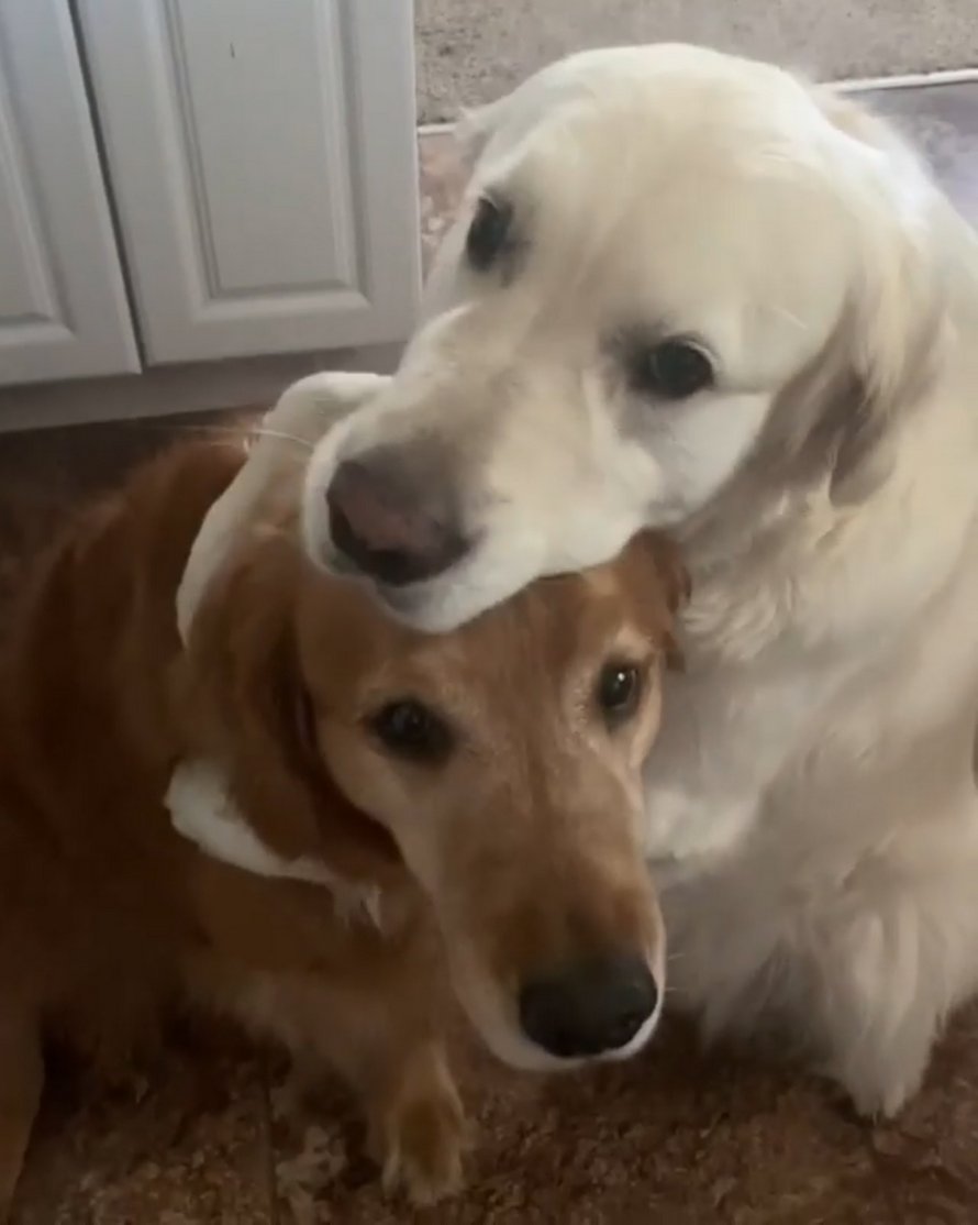 Un chien s’excuse auprès de son frère pour lui avoir volé une friandise en lui donnant un énorme câlin
