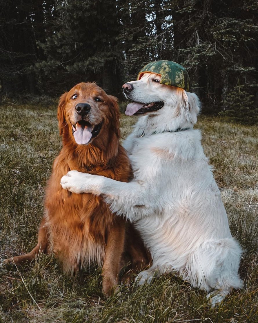 Un chien s’excuse auprès de son frère pour lui avoir volé une friandise en lui donnant un énorme câlin