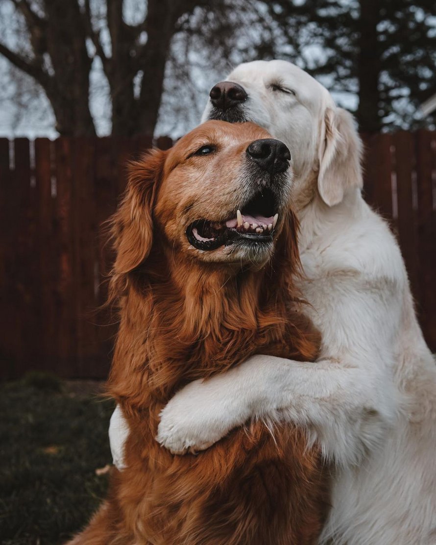 Un chien s’excuse auprès de son frère pour lui avoir volé une friandise en lui donnant un énorme câlin