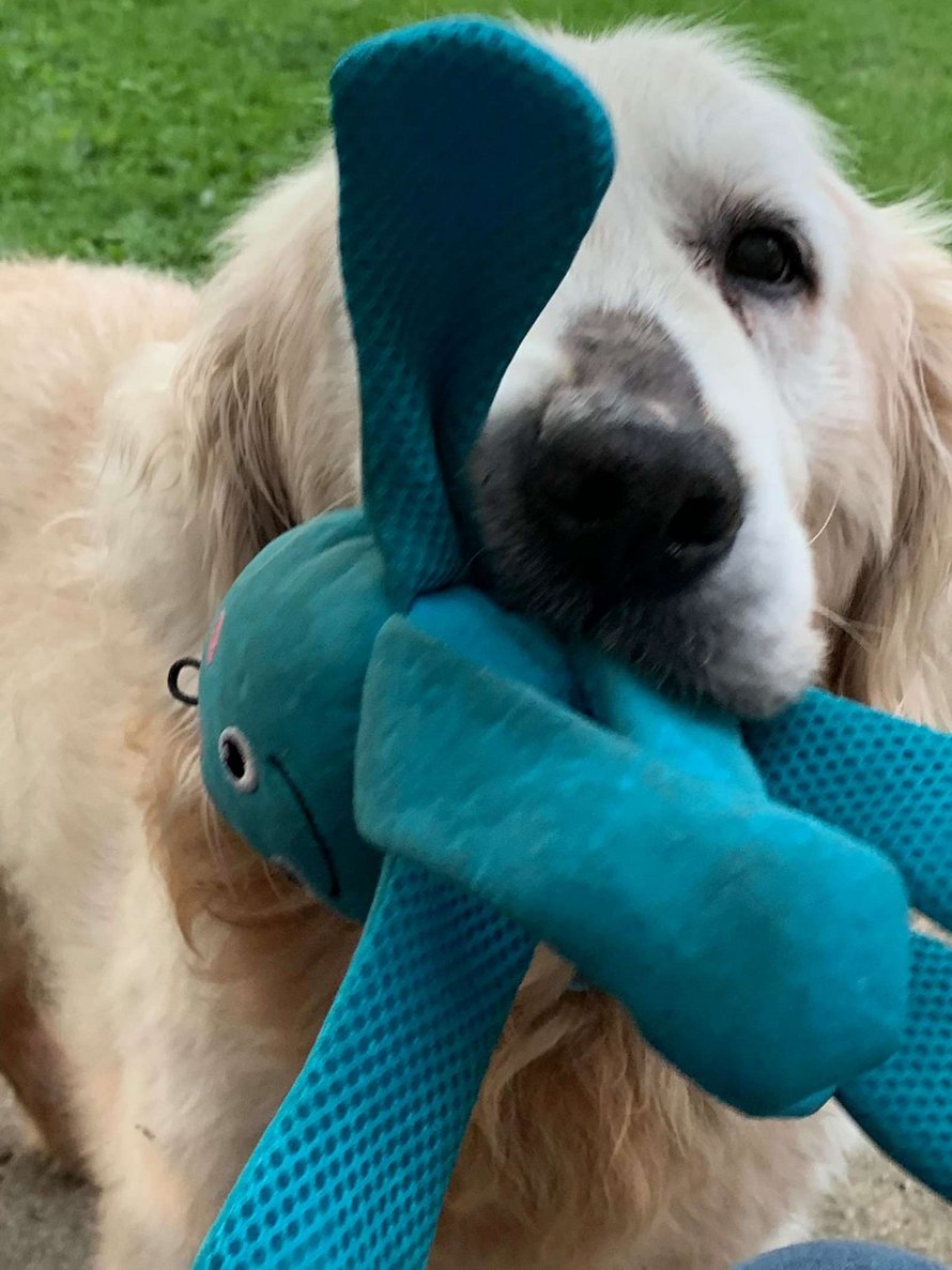 Un chien en famille d’accueil choisit un jouet à l’animalerie et ne veut pas le lâcher