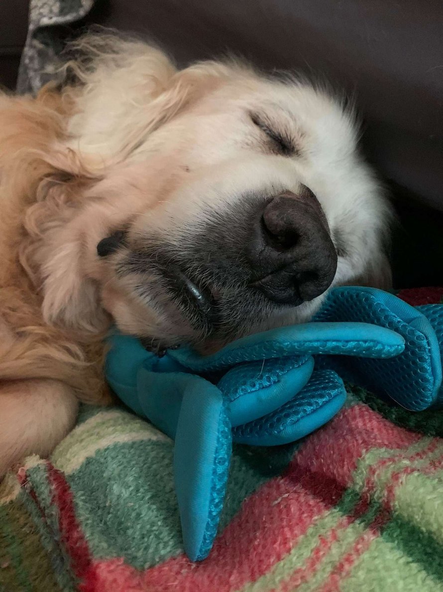 Un chien en famille d’accueil choisit un jouet à l’animalerie et ne veut pas le lâcher