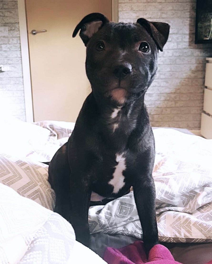 Un Chiot Visite La Cloture Tous Les Jours Pour Se Faire Masser Par Le Chien Du Voisin Ipnoze Un Chiot Visite La Cloture Tous Les Jours Pour Se Faire Masser Par Le Chien Du Voisin Ipnoze