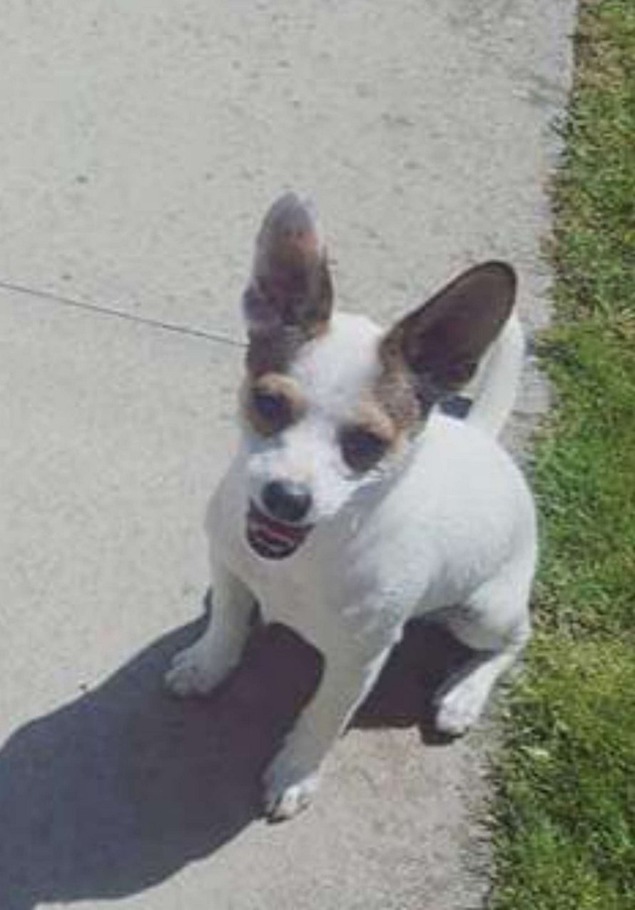 Un chiot visite la clôture tous les jours pour se faire masser par le chien du voisin