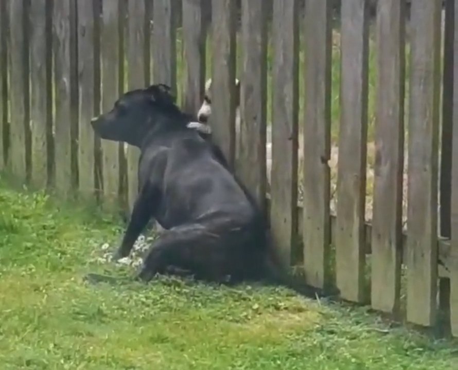 Un chiot visite la clôture tous les jours pour se faire masser par le chien du voisin
