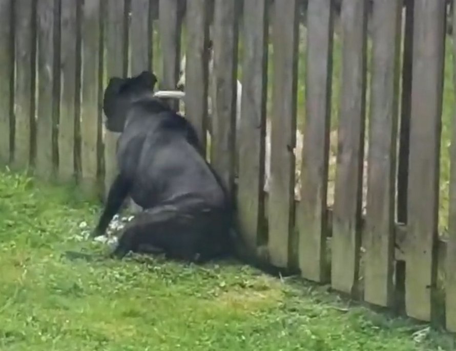 Un chiot visite la clôture tous les jours pour se faire masser par le chien du voisin