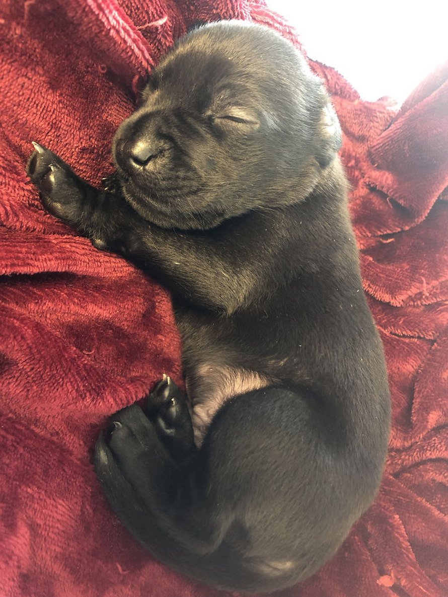 Ce Labrador Noir Ne Avec Un Bec De Lievre Peut Enfin S Amuser Dans L Eau Apres Une Chirurgie Reussie Ipnoze