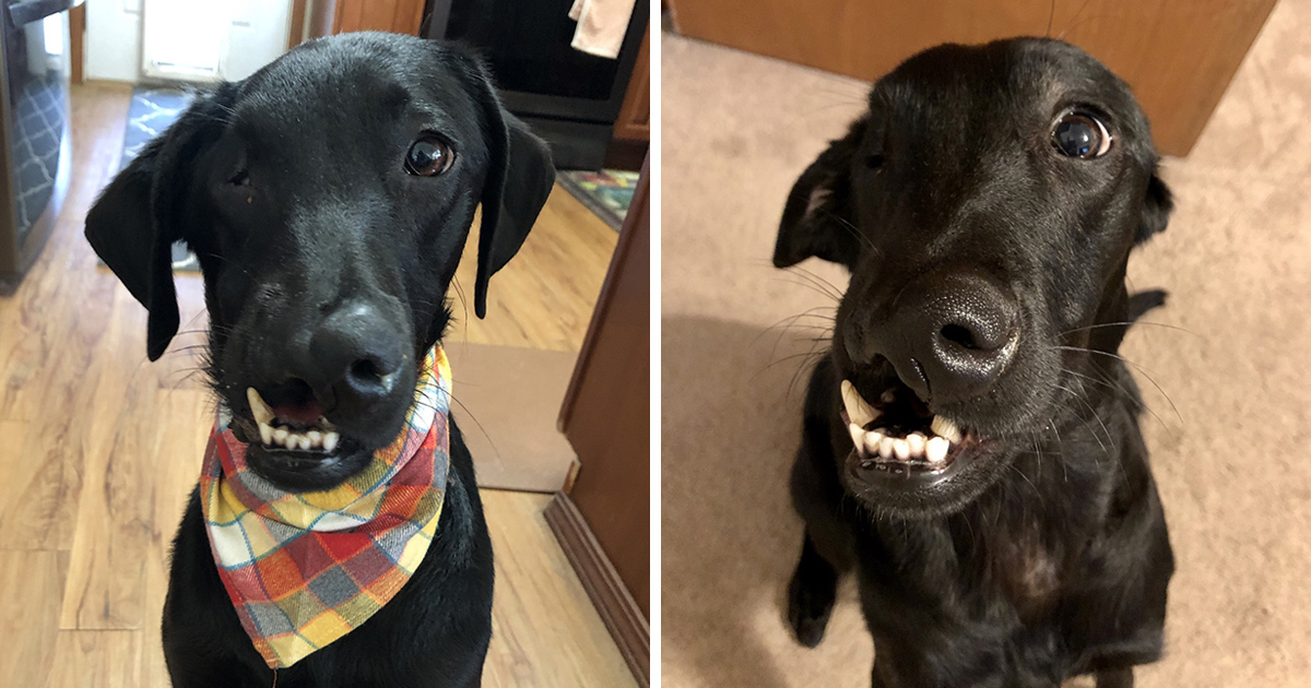 Ce labrador noir né avec un bec de lièvre peut enfin s’amuser dans l’eau après une chirurgie réussie