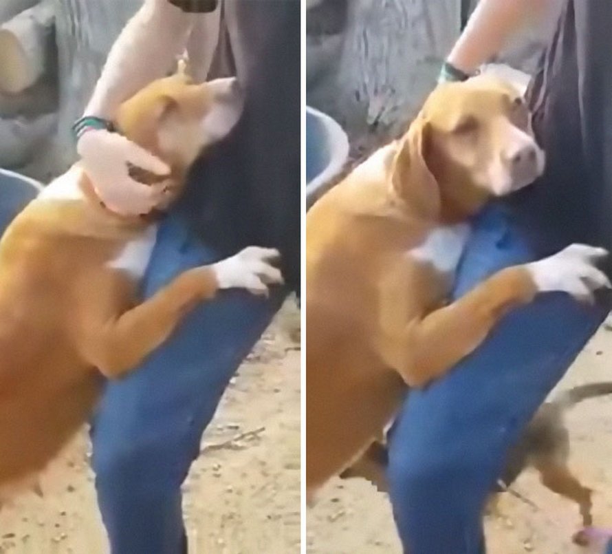Une chienne fait un câlin à un journaliste qui visite un refuge pour faire un reportage et il décide de l’adopter