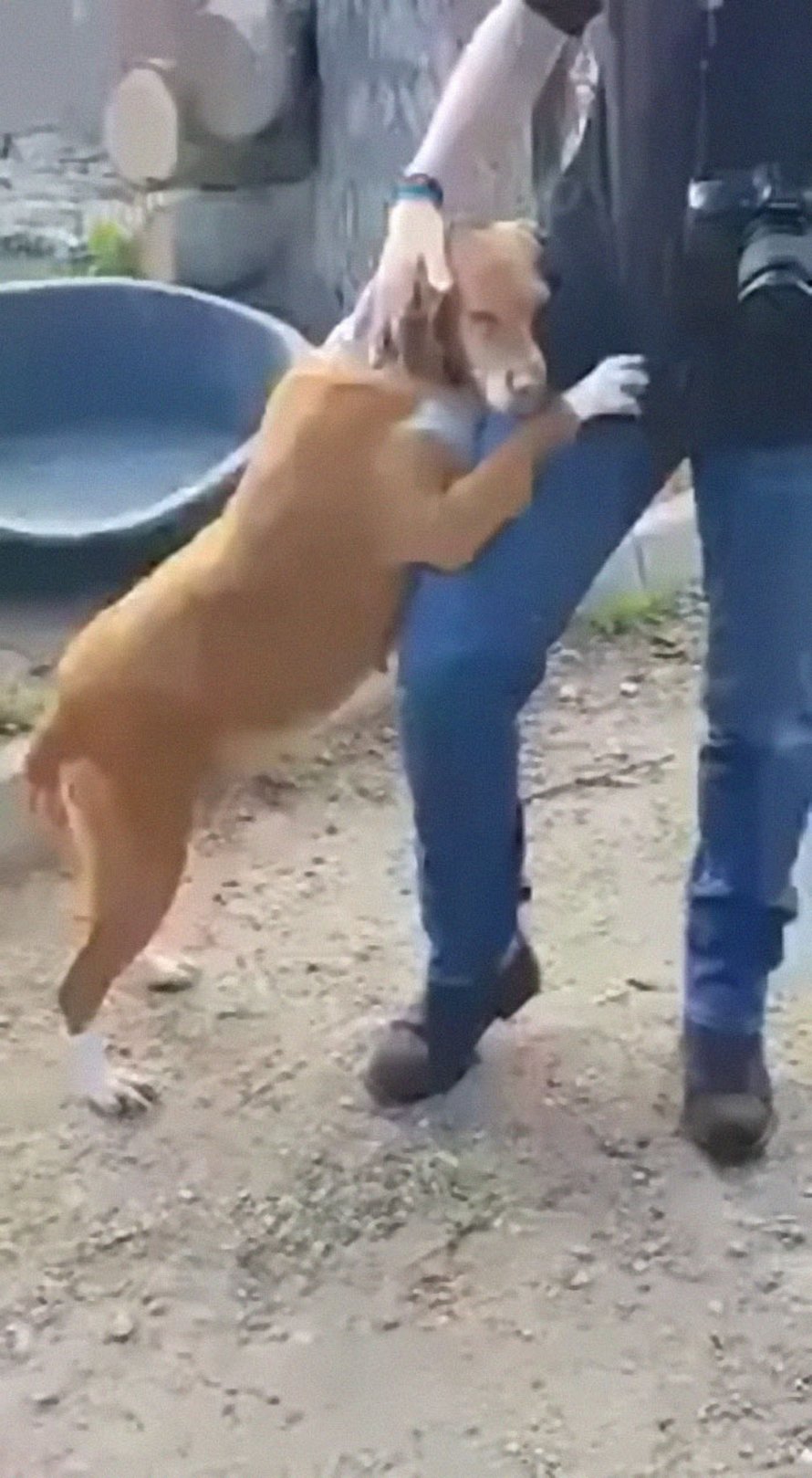 Une chienne fait un câlin à un journaliste qui visite un refuge pour faire un reportage et il décide de l’adopter