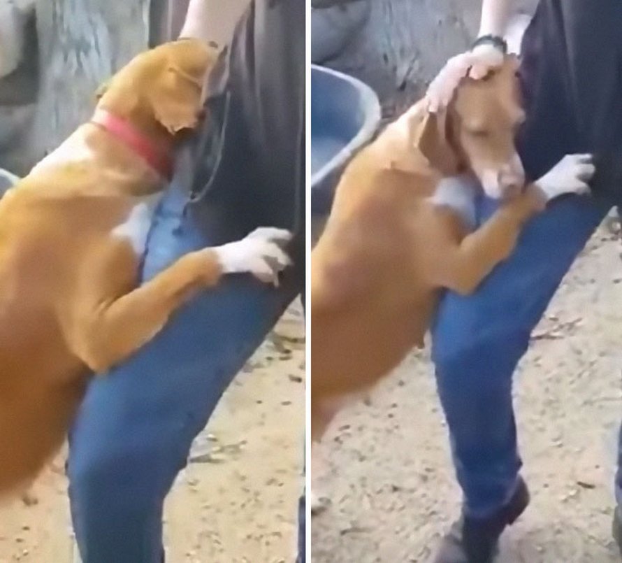 Une chienne fait un câlin à un journaliste qui visite un refuge pour faire un reportage et il décide de l’adopter