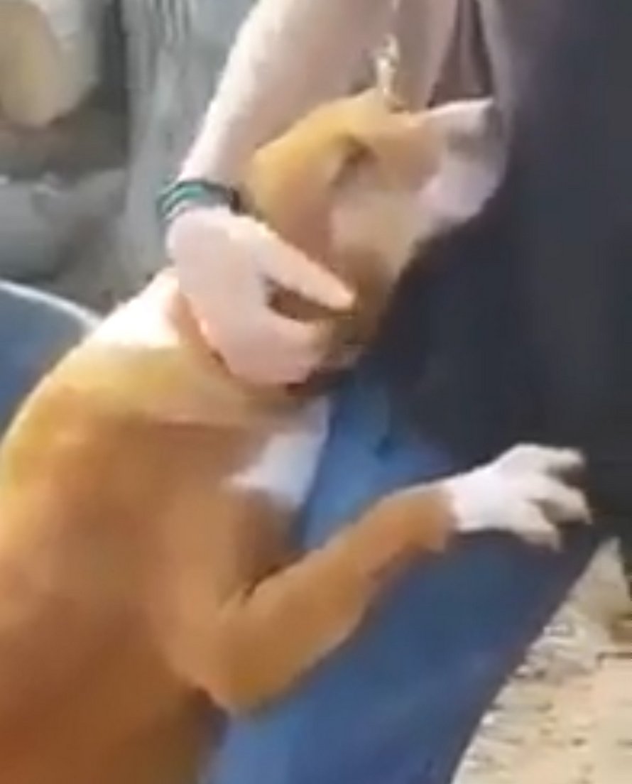 Une chienne fait un câlin à un journaliste qui visite un refuge pour faire un reportage et il décide de l’adopter