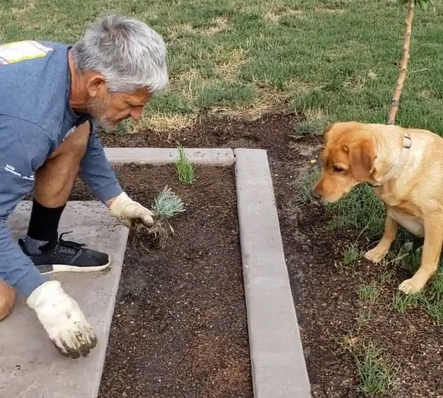 Un jardinier trouve une façon géniale de planter des plantes sans pelle avec sa chienne