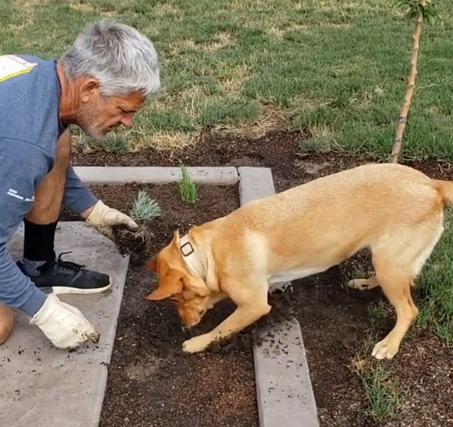 Un jardinier trouve une façon géniale de planter des plantes sans pelle avec sa chienne