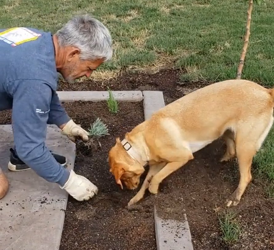 Un jardinier trouve une façon géniale de planter des plantes sans pelle avec sa chienne