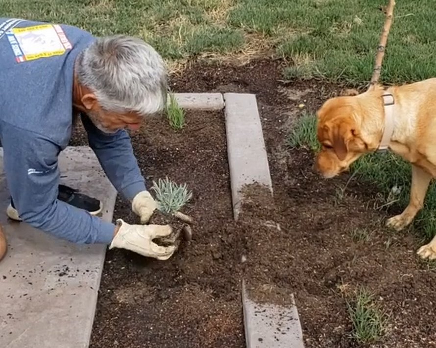 Un jardinier trouve une façon géniale de planter des plantes sans pelle avec sa chienne