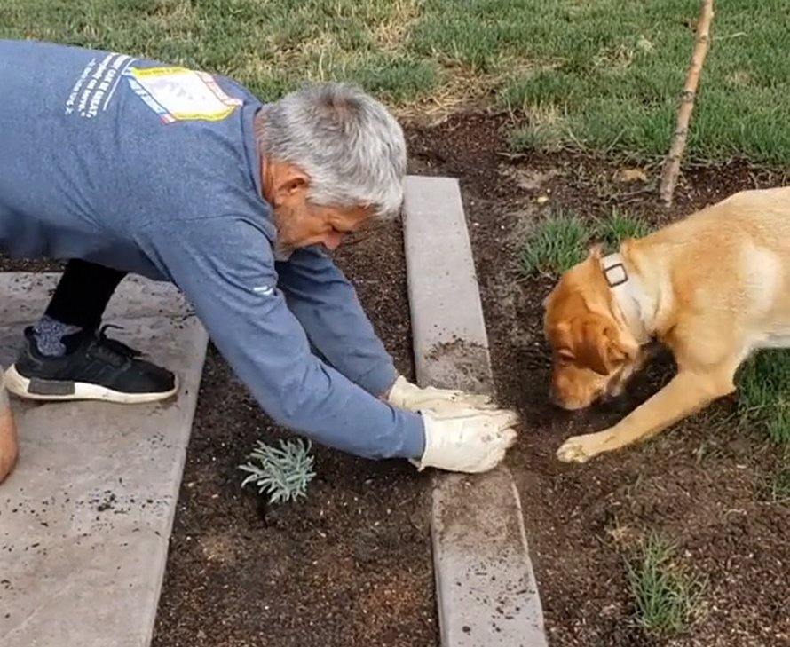 Un jardinier trouve une façon géniale de planter des plantes sans pelle avec sa chienne