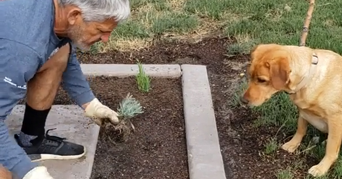 Un jardinier trouve une façon géniale de planter des plantes sans pelle avec sa chienne
