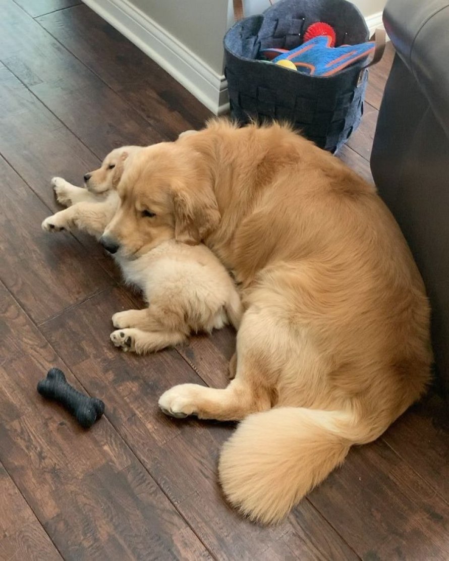 Ces adorables golden retrievers adorent dormir l’un sur l’autre comme des oreillers et voici les 26 meilleures photos d’eux