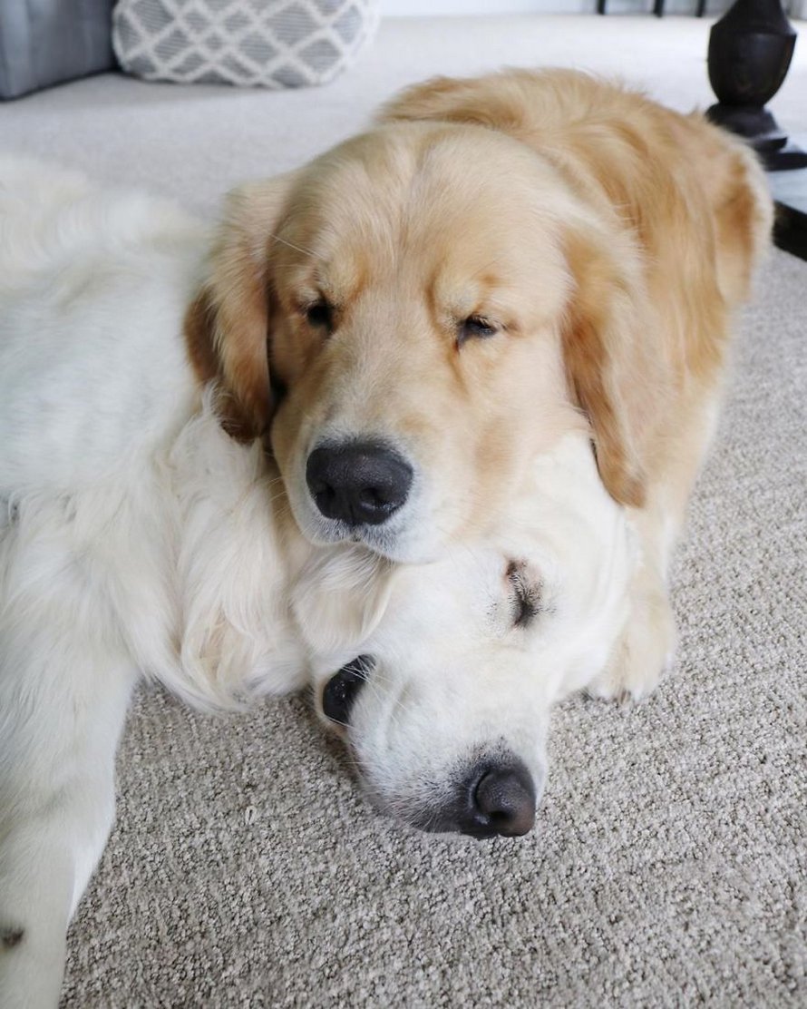 Ces adorables golden retrievers adorent dormir l’un sur l’autre comme des oreillers et voici les 26 meilleures photos d’eux