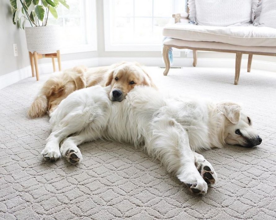 Ces adorables golden retrievers adorent dormir l’un sur l’autre comme des oreillers et voici les 26 meilleures photos d’eux