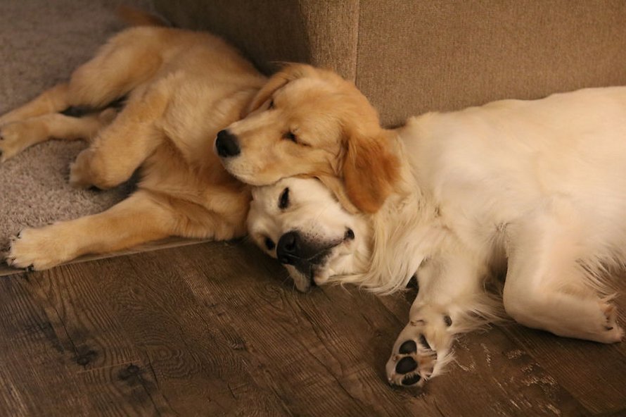 Ces adorables golden retrievers adorent dormir l’un sur l’autre comme des oreillers et voici les 26 meilleures photos d’eux