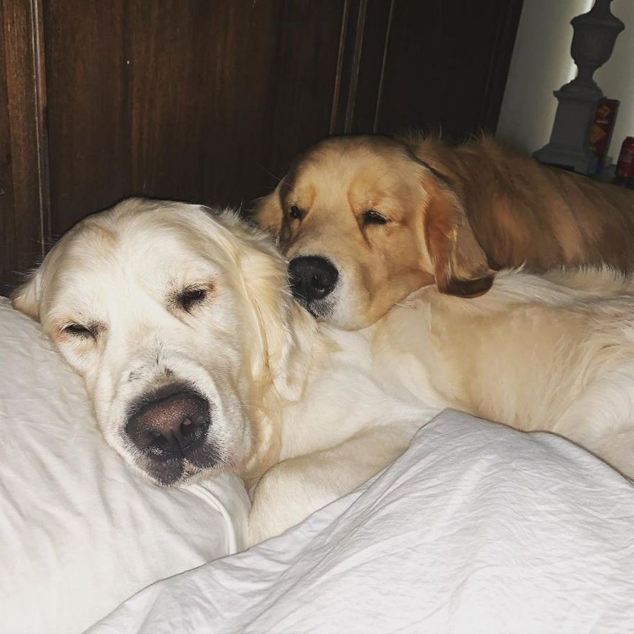 Ces adorables golden retrievers adorent dormir l’un sur l’autre comme des oreillers et voici les 26 meilleures photos d’eux