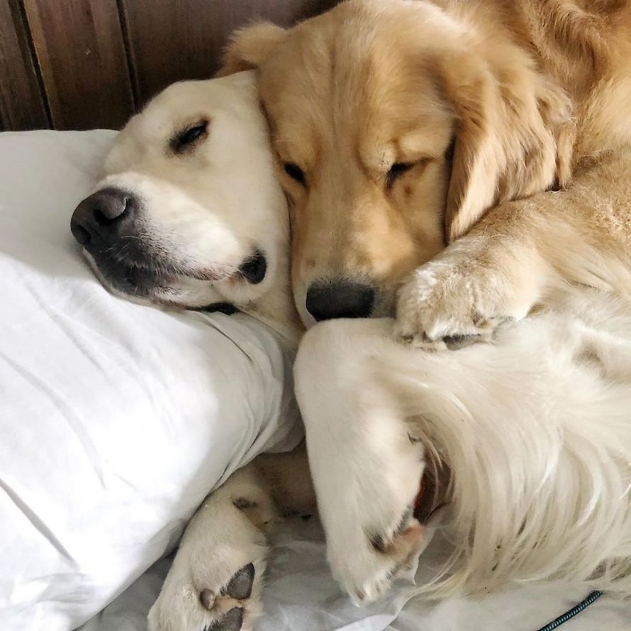 Ces adorables golden retrievers adorent dormir l’un sur l’autre comme des oreillers et voici les 26 meilleures photos d’eux