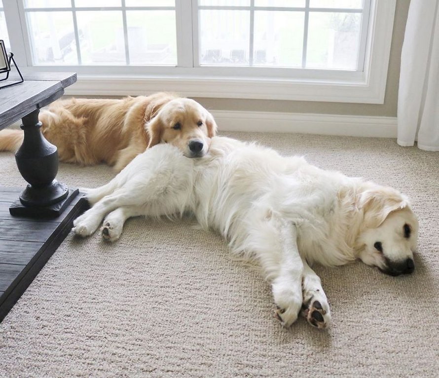 Ces adorables golden retrievers adorent dormir l’un sur l’autre comme des oreillers et voici les 26 meilleures photos d’eux