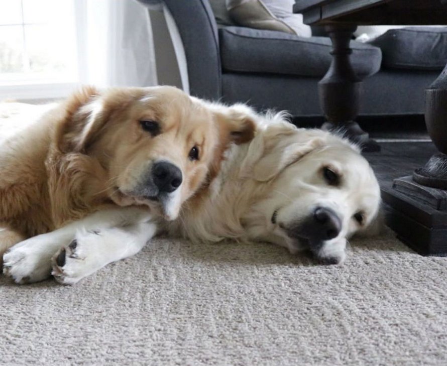 Ces adorables golden retrievers adorent dormir l’un sur l’autre comme des oreillers et voici les 26 meilleures photos d’eux