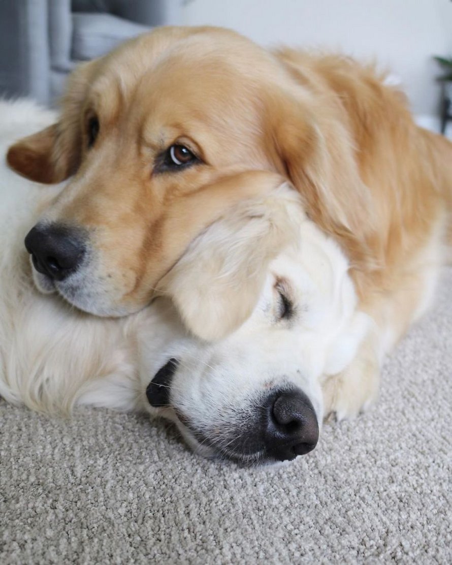 Ces adorables golden retrievers adorent dormir l’un sur l’autre comme des oreillers et voici les 26 meilleures photos d’eux