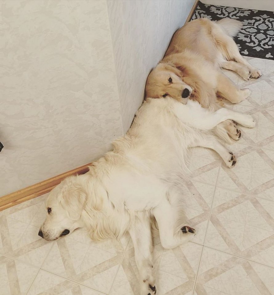 Ces adorables golden retrievers adorent dormir l’un sur l’autre comme des oreillers et voici les 26 meilleures photos d’eux