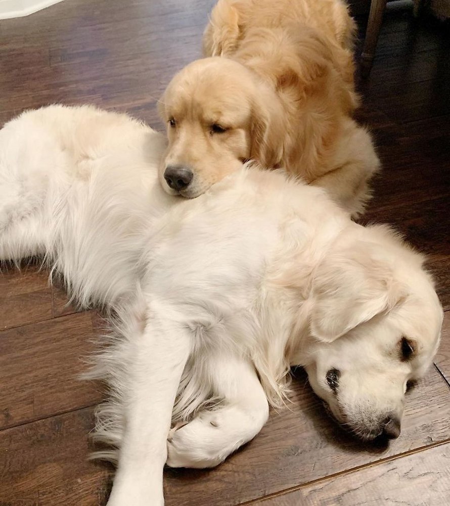 Ces adorables golden retrievers adorent dormir l’un sur l’autre comme des oreillers et voici les 26 meilleures photos d’eux