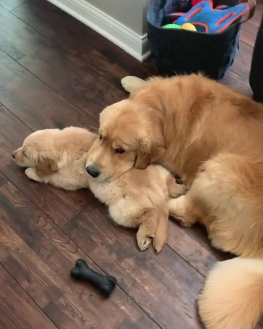 Ces adorables golden retrievers adorent dormir l’un sur l’autre comme des oreillers et voici les 26 meilleures photos d’eux