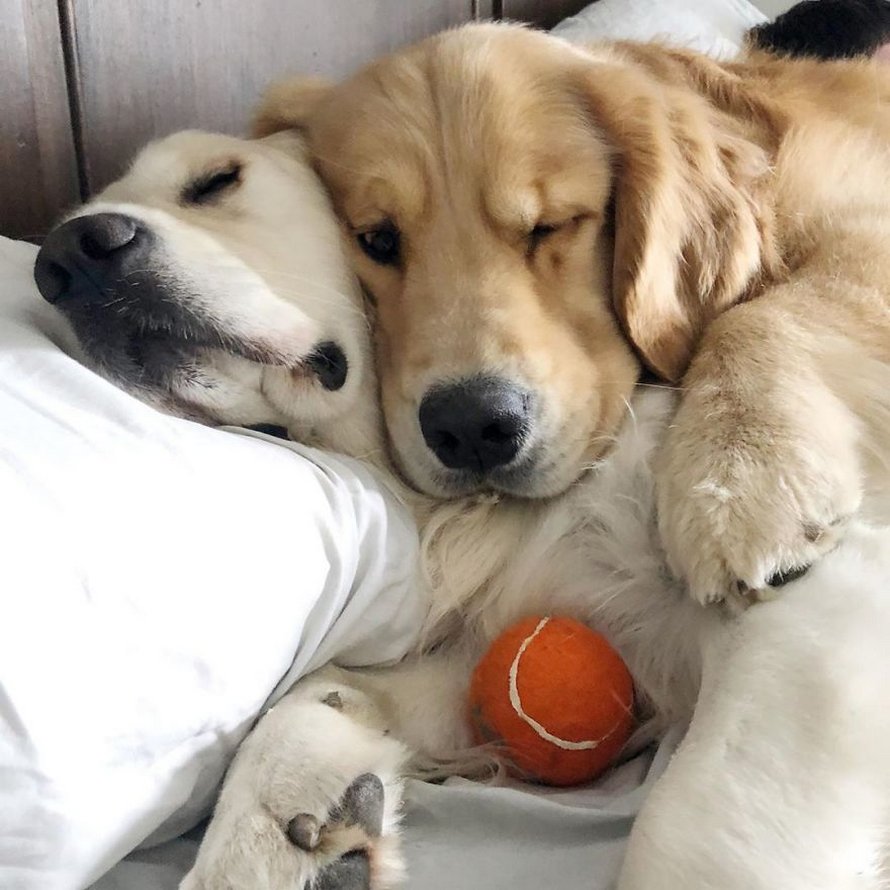 Ces adorables golden retrievers adorent dormir l’un sur l’autre comme des oreillers et voici les 26 meilleures photos d’eux