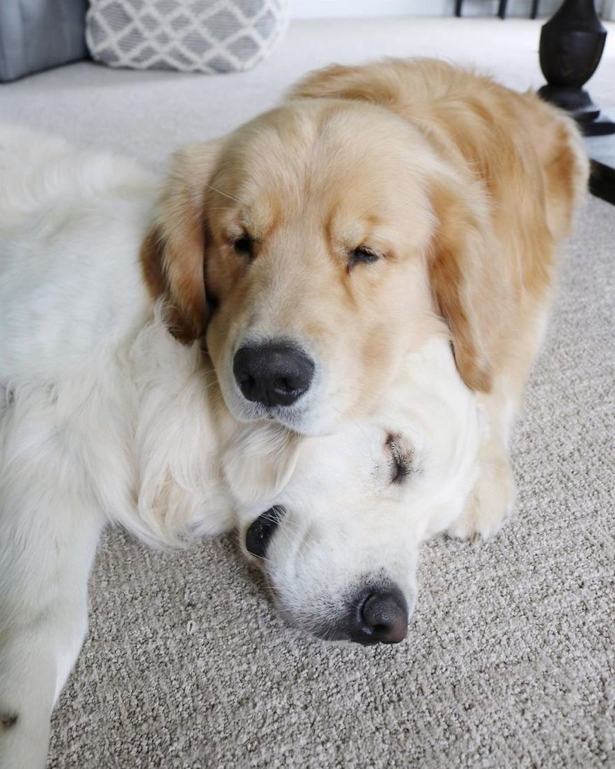 Ces adorables golden retrievers adorent dormir l’un sur l’autre comme des oreillers et voici les 26 meilleures photos d’eux