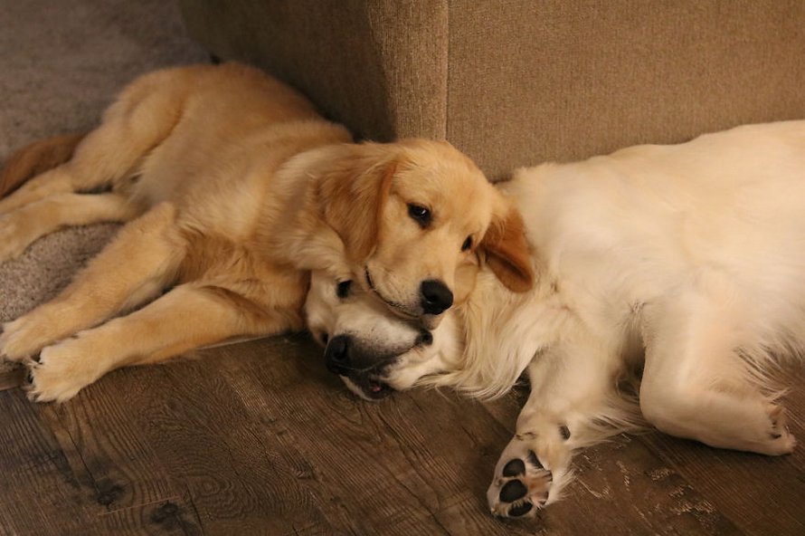 Ces adorables golden retrievers adorent dormir l’un sur l’autre comme des oreillers et voici les 26 meilleures photos d’eux