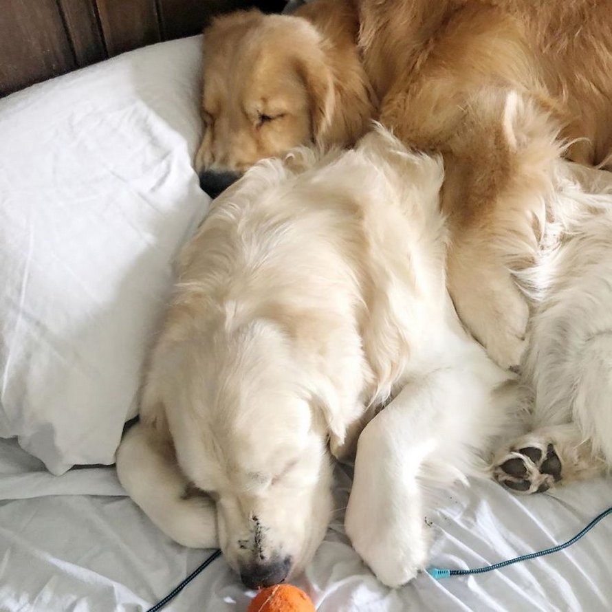 Ces adorables golden retrievers adorent dormir l’un sur l’autre comme des oreillers et voici les 26 meilleures photos d’eux