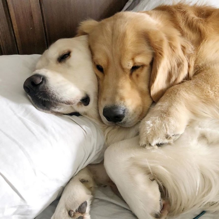 Ces adorables golden retrievers adorent dormir l’un sur l’autre comme des oreillers et voici les 26 meilleures photos d’eux
